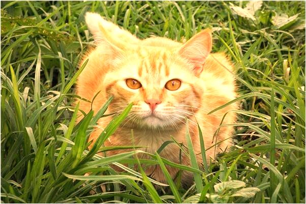 夢見養父去世預示了什麼_周公解夢官網