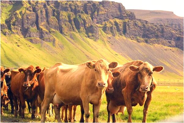 夢到了男友的車爆炸了啥意思_周公解夢官網