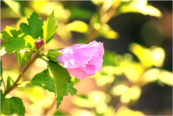 夢到了左邊大牙要掉代表什麼_周公解夢官網