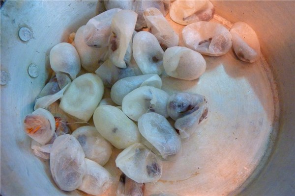 夢到蠶吐絲什麼預兆_周公解夢