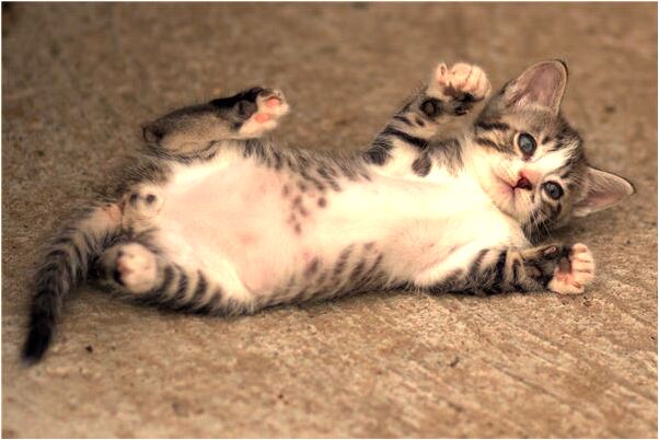 夢到一隻小鱷魚跑家裡意味著什麼_周公解夢官網