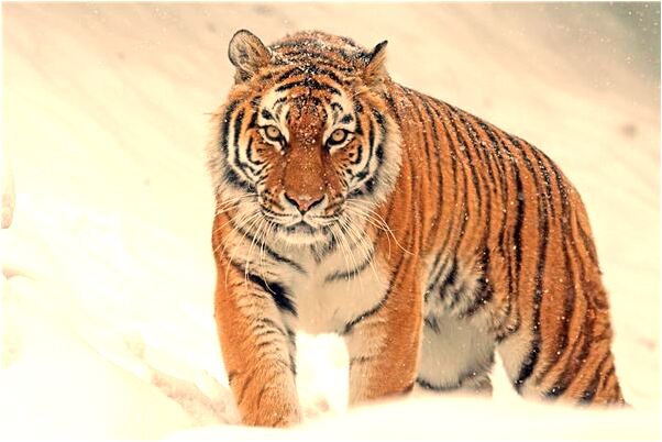 夢到了頭上長葡萄是好是壞_周公解夢官網