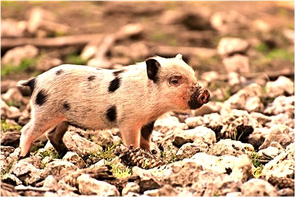 夢到同事帶著女兒來看我們是吉兆嗎?_周公解夢官網