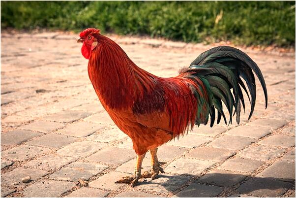 夢到和死去的奶奶打架怎么樣_周公解夢官網