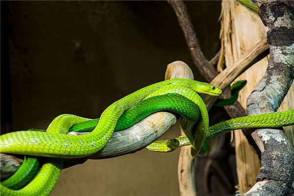 屬蛇人性格_十二生肖