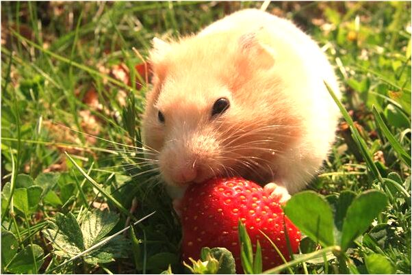 夢到了撿到小貓小狗是啥預兆_周公解夢官網