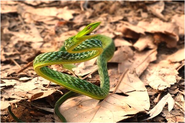 夢到門牙斷怎么說_周公解夢官網