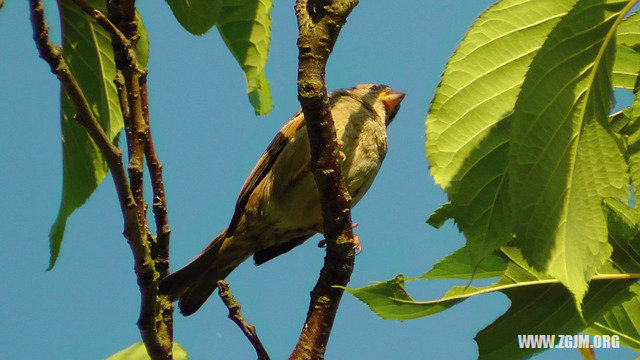 夢見脫頭髮有_周公解夢夢到脫頭髮有是什麼意思_做夢夢見脫頭髮有好不好_周公解夢官網