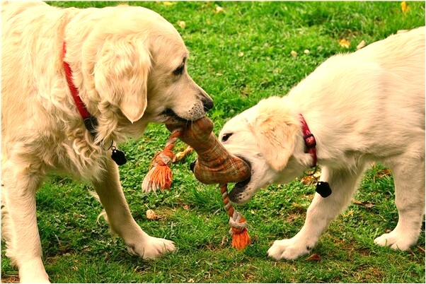 夢到了自己打老公的小三有什麼意思嗎_周公解夢官網