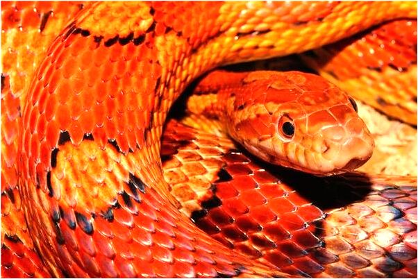 夢見夢老太太是不是好的徵兆呢_周公解夢官網