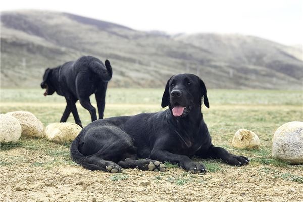 夢到了兩條黑狗有什麼意思_周公解夢