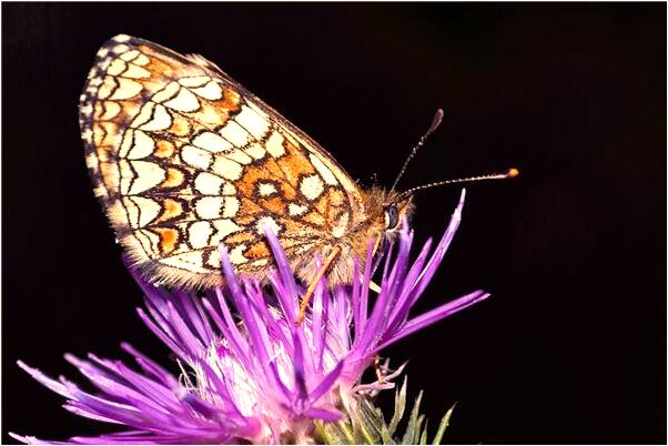 夢到了自己的雙腳血肉模糊會是什麼預兆_周公解夢官網