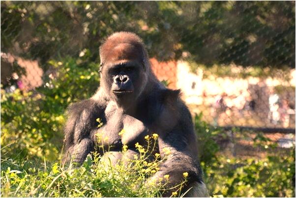 夢見死去的爺爺還活著被狗咬代表什麼_周公解夢官網