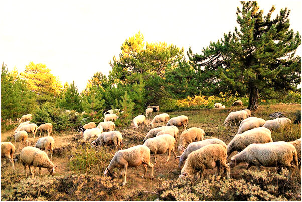 夢到了坐在飯館預示什麼_周公解夢官網