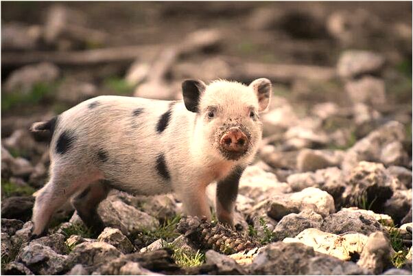 夢到去心愛的人家裡做客怎么樣_周公解夢官網