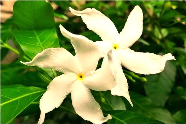 夢到和情人花園散步代表什麼_周公解夢官網