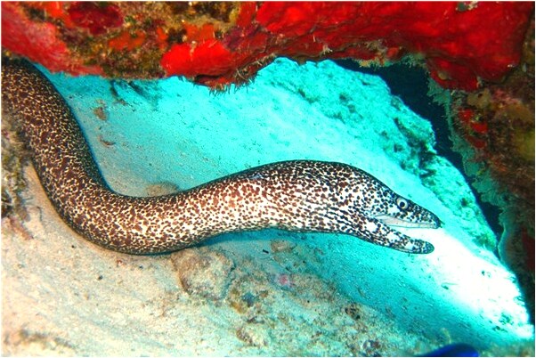 夢到有大生意來做預兆了什麼嗎_周公解夢官網