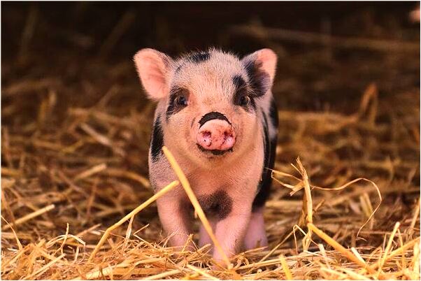 夢到了假門牙掉了有什麼意義嗎_周公解夢官網