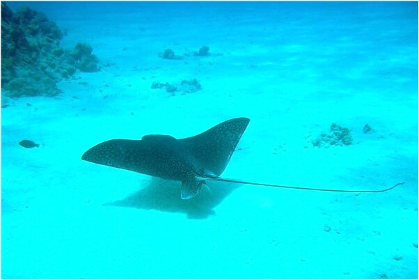 夢到夢個別人向自己下跪是什麼意思_周公解夢官網