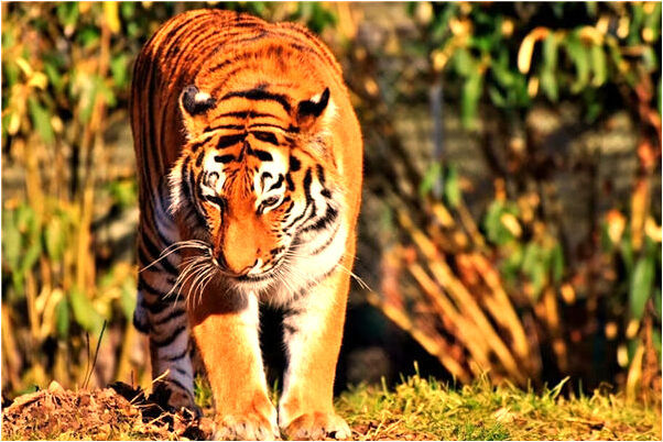 夢見辭職朋友來接走會怎么樣_周公解夢官網