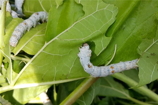 夢到了蛆蛆是好事還是壞事_周公解夢