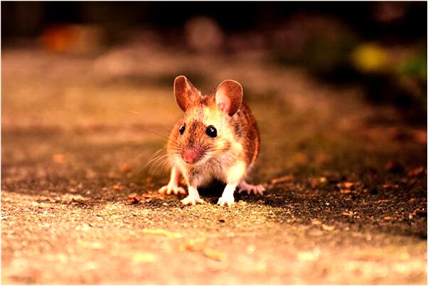 夢到兒子換專業了是什麼意思？_周公解夢官網