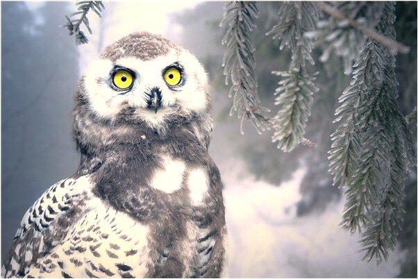 夢到魚褪鱗有什麼意思嗎_周公解夢官網