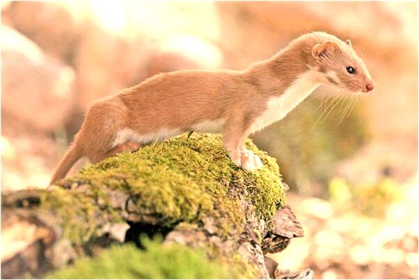 夢到了愛人鼻青臉腫是什麼預兆？_周公解夢官網