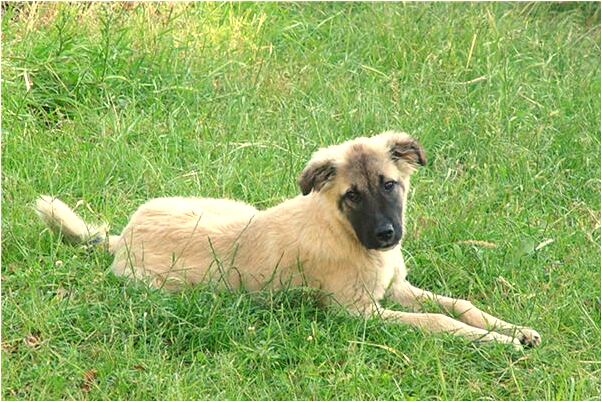 夢見自己網了很多魚預兆了什麼嗎_周公解夢官網