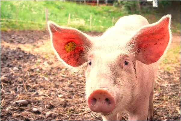 夢見失去復得的夢是什麼意思_周公解夢官網