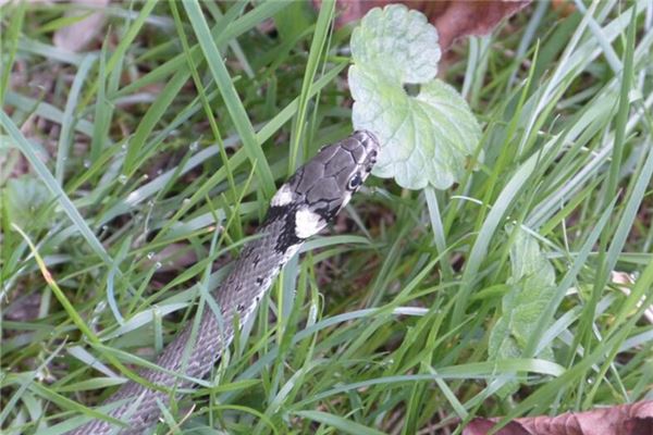 2013年屬蛇的是什麼命_十二生肖