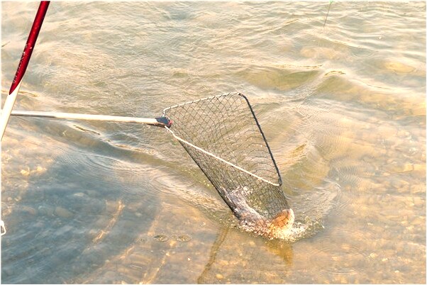 夢到虎頭蛇尾意味著什麼_周公解夢官網