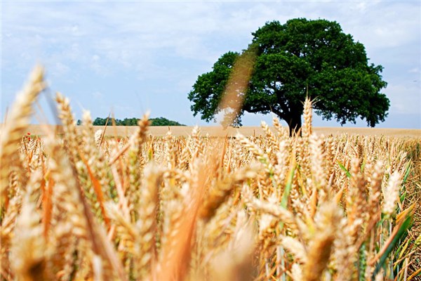 夢見曬麥有什麼徵兆_周公解夢