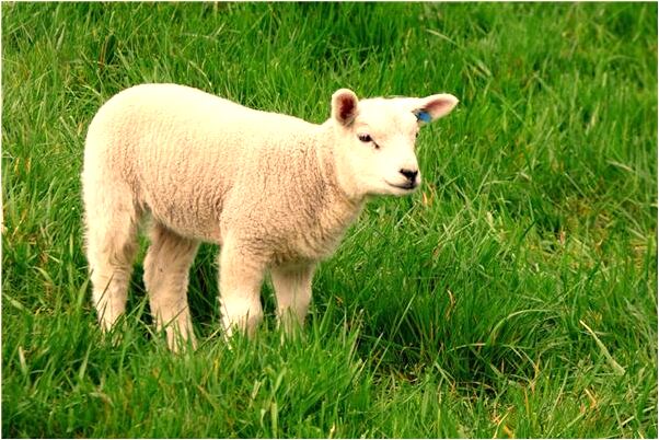 夢到了家裡養的花很茂盛是什麼預兆_周公解夢官網