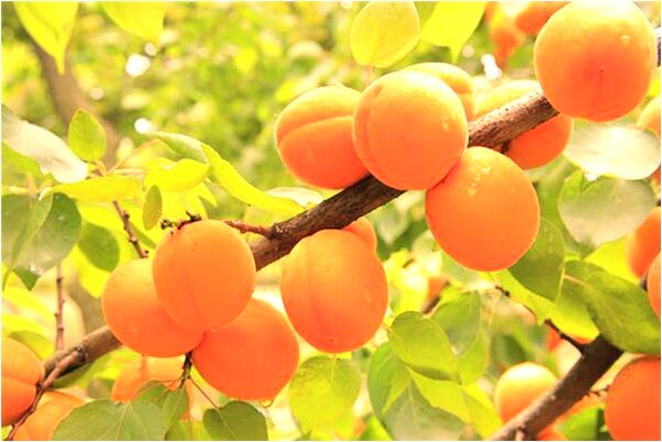 夢見蟒蛇斗鱷會是什麼預兆_周公解夢官網