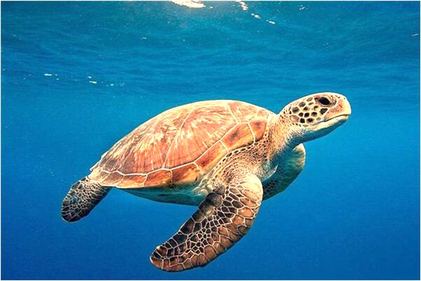 夢到狼貓狗預示著什麼_周公解夢官網