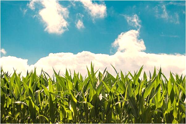 夢到了父親在出殯隊伍之中有什麼寓意嗎？_周公解夢官網