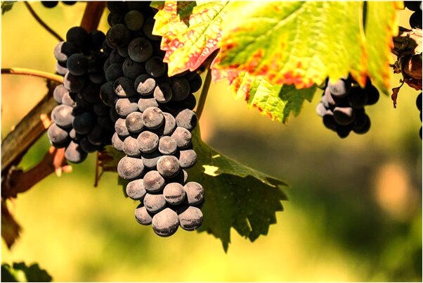 夢見兩隻小狗相互打咬代表什麼_周公解夢官網