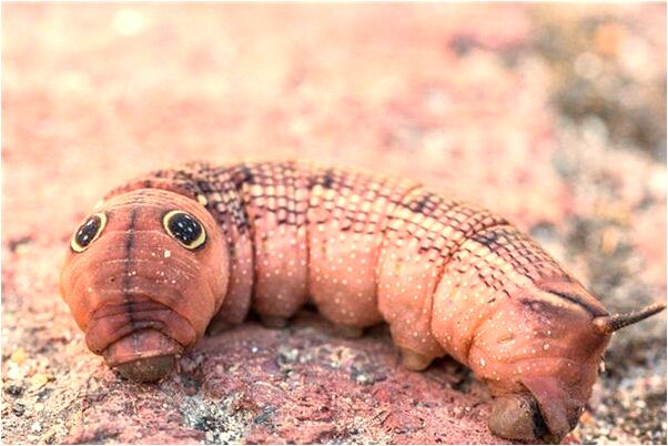 夢見刪除自己的病史有什麼含義_周公解夢官網