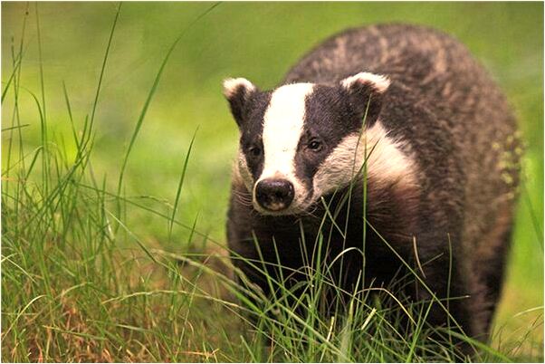 夢到夢被困絕壁順利下山怎么樣_周公解夢官網