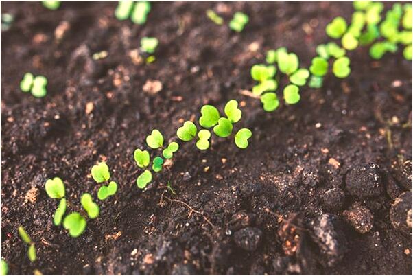 夢到了有人把我殺了有什麼意思_周公解夢官網