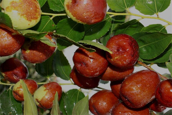 夢到了棗子樹預示著什麼_周公解夢