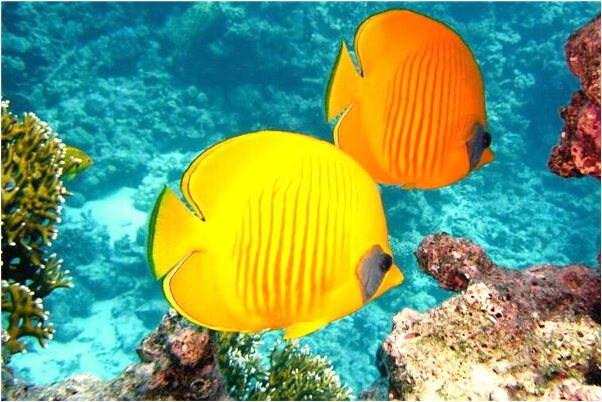 夢見燒紙的紙灰是好事還是壞事_周公解夢官網