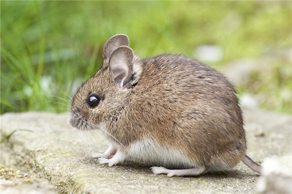 夢到抓老鼠是什麼意思_周公解夢