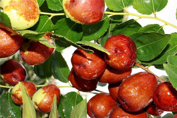 夢見摘棗吃_周公解夢