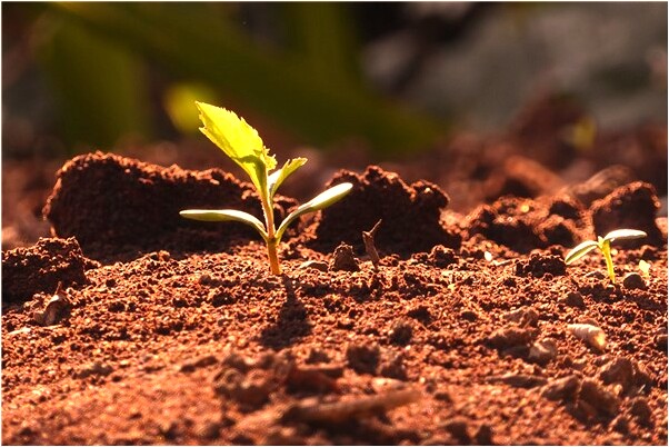 夢到兩隻連體貓是凶兆還是吉兆_周公解夢官網