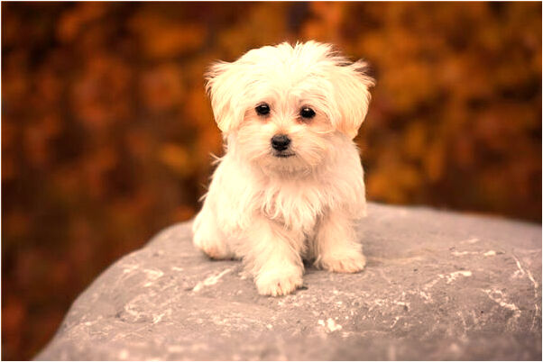 夢到發大水把自己淹了是咋回事_周公解夢官網