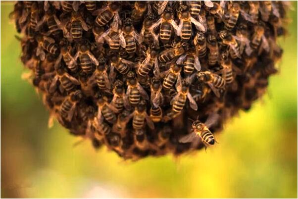 夢到親人去世掛紅幡是好事還是壞事_周公解夢官網