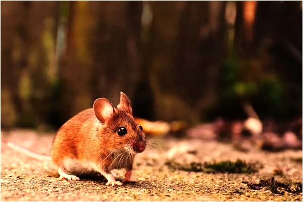 夢到了被關心妹妹會是什麼預兆_周公解夢官網