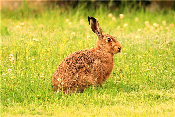 夢見家裡來陌生人怎么回事_周公解夢官網